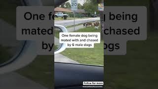 She was chased my male dogs #dogrescue #houston #houstonarea #fosterdogs #rescue