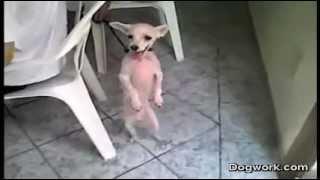 Perro Bailando // Dog Dance