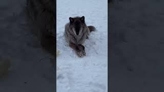 WILD WOLF IN ALASKA!!           #alaskanmalamute #wolfdog #wilderness