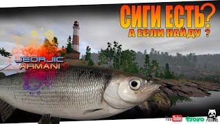 Ладожское озеро. СИГИ ЕСТЬ? А ЕСЛИ НАЙДУ?  Русская Рыбалка 4. russian fishing 4