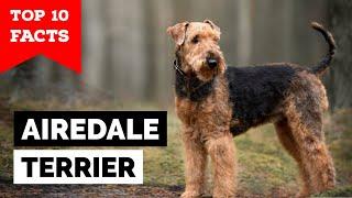 Airedale Terrier - Top 10 Facts