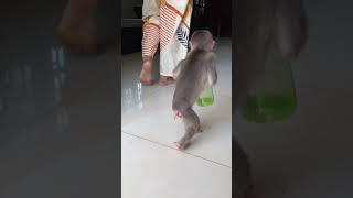 Baby Icy walking with Mom to Shower