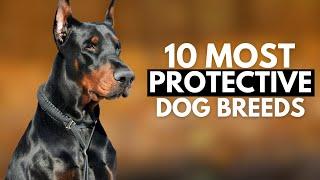 Top 10 Dogs That Will Protect You No Matter What!