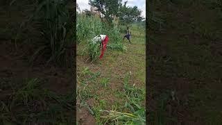 Harvesting sugar graze for our animals #farming with Mo Bjm Animal breeding farm