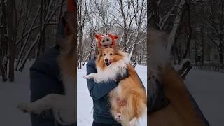 Dog Daddy 🫎 #samoyed #sheltie #dogs #pets