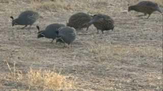 Running of the Quail