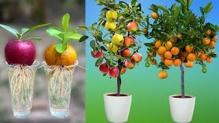 How to grow apples and oranges from their fruit in plastic bottles | How to grow fruit