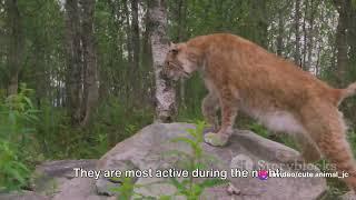 Russian Lynx: Ghosts of the Northern Forests