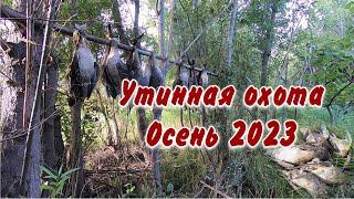 Охота на утку!  Осень 2023 г. Камчатка