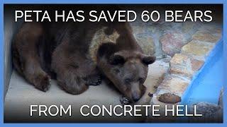 PETA Has Now Saved 60 Bears From Tiny Pens and Concrete Hells