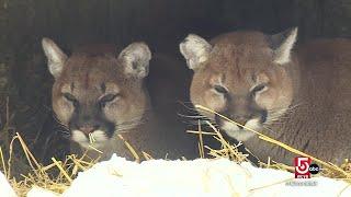 On Squam Lake in the winter, not everyone is hibernating