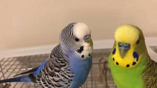 Two birds speak to each other (English)