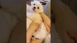 핑크 뱃살 만져보기 #달래 #봄달래