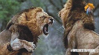 Ultimate Wild Animal Battles | Kruger Park Sightings