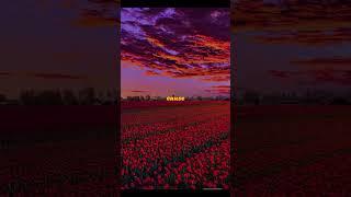 The beauty of nature