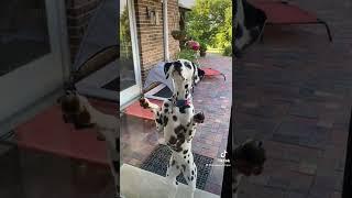 Naughty Nattie, to know her is to love her.  #dalmatiannation #deafdogsrock