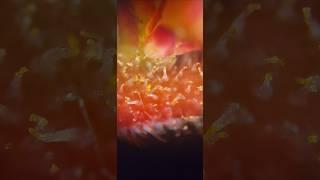 Plantlife! #microscope #plants #colors #landscape