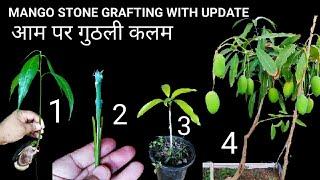 Mango Stone Grafting With Updates ~ आम पर गुठली कलम का आसान तरीका~ How To Do Grafting In Mango Tree