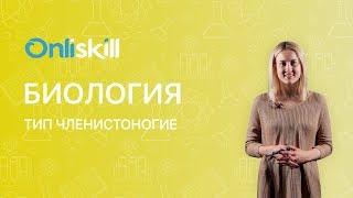 БИОЛОГИЯ 7 класс: Тип Членистоногие