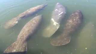 Manatees swimming in the Marco Island Florida Canals