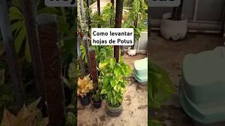 DIY LEVANTA LAS HOJAS DE POTUS  #plantas