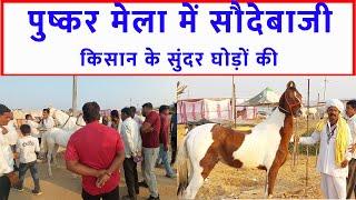 किसान के घोड़ों  पर भीढ़ टूट पड़ी पुष्कर मेला बाज़ार 2023  Pushkar Horse Fair 2023 Horse Market Video