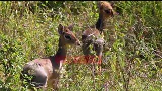 Wild Animals: Smallest antelope|  dik dik |digi digi @Serengeti