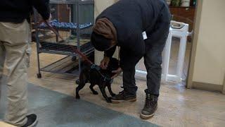 Lost pug from California found in Bend reunites with owner