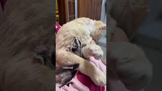 A sugar glider mistook a kitten for its mother#sugarglider #shorts #animals #cute #love