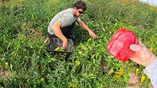 Starting To Harvest Every Pepper From Our Field