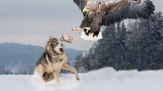 Smart Eagle Hunts Wolf In The Snow