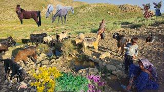 Nomadic life: Nomadic Girls and Natural Springs | Nomadic Girls Herding in the Wild️