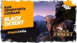 Black Desert Online. Разведение лошадей. Приручение лошади.