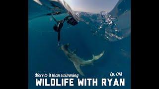 WILDLIFE WITH RYAN    EP. 013    "More to it than Swimming"   (The other side of shark divingr!)