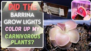 Best Carnivorous Plant Grow Light? Barrina Grow Light Review 4 Month Update!