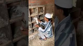 Pigeon humanity viral video️#shortvideos #youtubeshorts #kabutar #viralshort