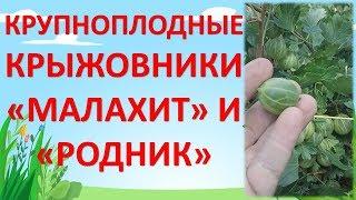 КРЫЖОВНИК КРУПНОПЛОДНЫЙ СОРТА МАЛАХИТ И РОДНИК. Какой сорт крыжовника посадить.