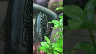 Hillstream loach eating bio film. Best algae eaters for aquarium.