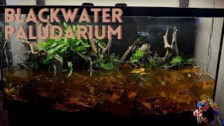 Blackwater Paludarium Setup | Wild Betta Tank Tutorial | PNW Bettas