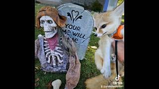 Fennec Fox Halloween #thisishalloween #nightmare #scary #halloween