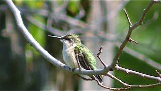 Stunning Bird & Nature Video ! 100's of Birds Caught on Camera !