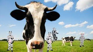 BEST IN THE SHOW | I'M A BEAUTIFUL COW | TO MANY OLD PEOPLE!!!
