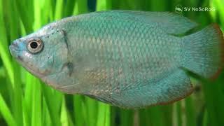 Чем у Лялиусов (Dwarf gourami) — Colisa lalia (Hamilton) внешний вид самца отличается от самки ?