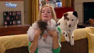 Dog With A Blog - Cute Puppies! - Official Disney Channel UK HD