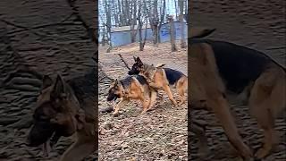 Gorgeous German Shepherds Alfons and Becca. Odessa