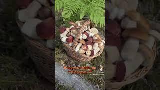 Все виды белых в одном месте #mushroom #грибыбеларуси #boletus #грибы2024 #белыегрибы2024