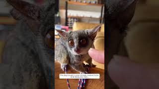 This dog brought a poor strange creature home to its family and then