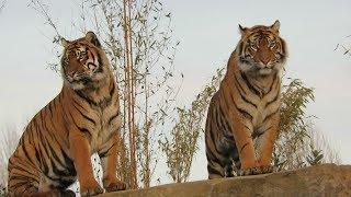 The Big Cats At Chester Zoo