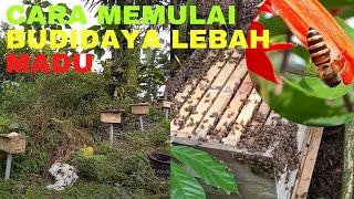 Cara Memulai Budidaya Lebah Madu || Budidaya Apis Cerana || Raising Apis Cerana #Trending25feb