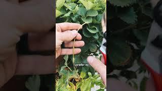 How To Grow Unlimited Strawberries & Unlimited Strawberry Plants #strawberryplant #gardening101